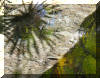 ripple